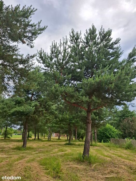Dom i działka budowlana w Rokitnie Szlacheckim, gmina Łazy - Widok 5