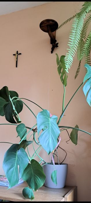 Monstera doniczkowa