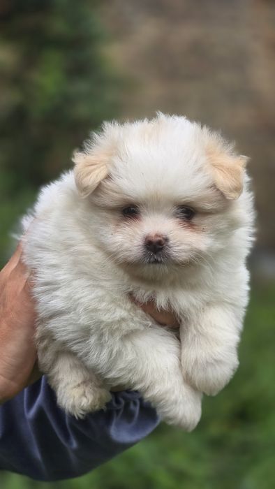 Maltipoo cudowna suczka