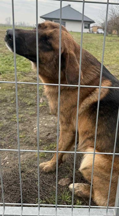 Owczarek  szuka domu schronisko Zgierz -aktualne