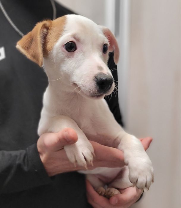 Jack Russell Terrier Szczeniak Brązowo Biały