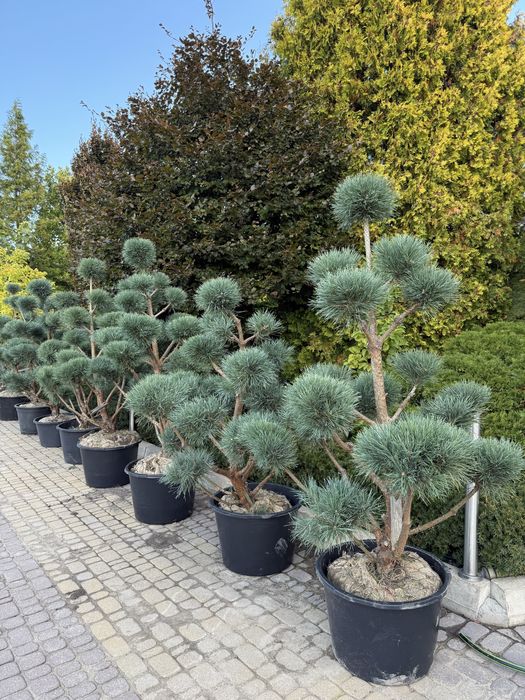 Sosna pospolita formowana Watereri NIWAKI, BONSAI OGRODOWE