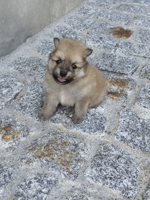 Spitz alemão macho