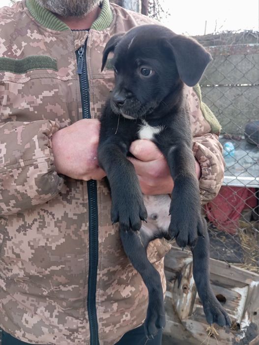 4 песика шукають дім, в хороші руки. Сабака, пес, цуценя