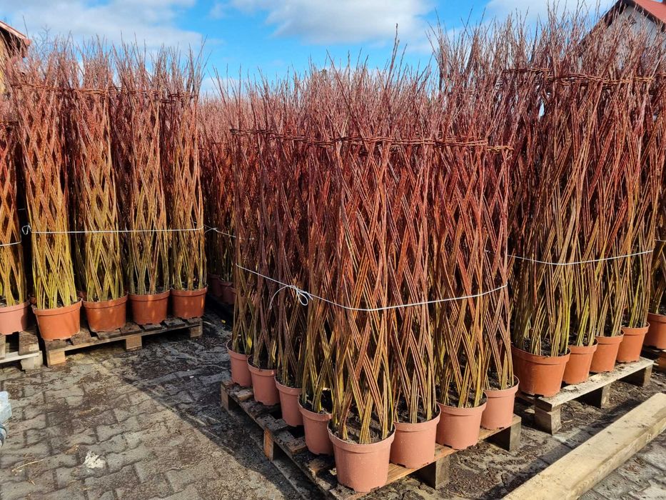 Wierzba pleciona Salix Americana 100-200cm