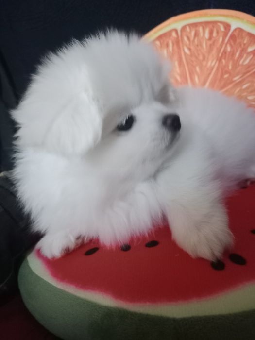 Шпіци дівчатка цуценя