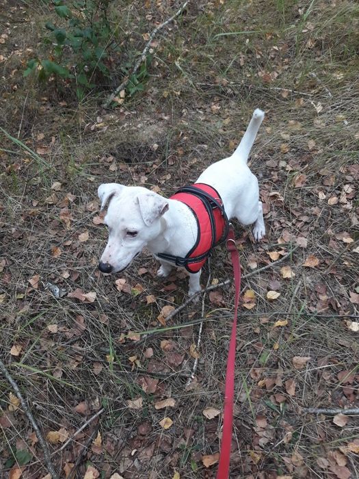 Sprzedam dorosłego psa rasy Jack Russell Terrier!