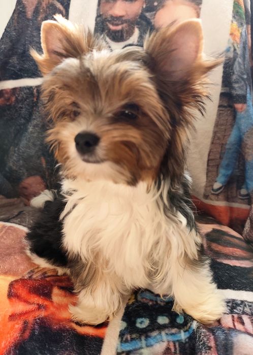 Хлопчик Бівер Йорк гарнесенький.