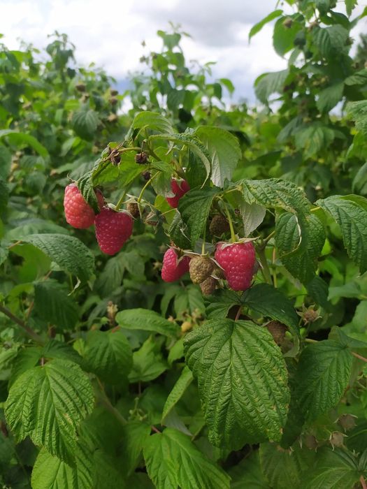 Świeże maliny ze wsi 25 zł/kg - duże ilości