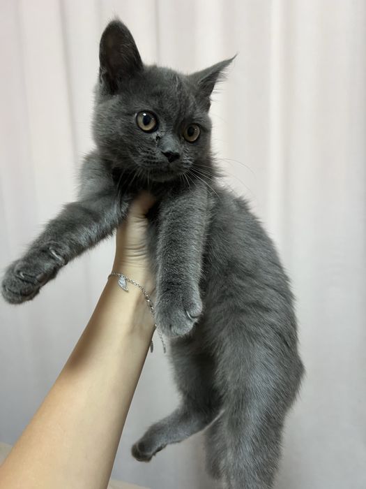 Шотландське прямовухе кошеня