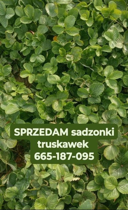 Sadzonki truskawek 0.60 gr/szt. Odmiana wczesna, średnia i późna