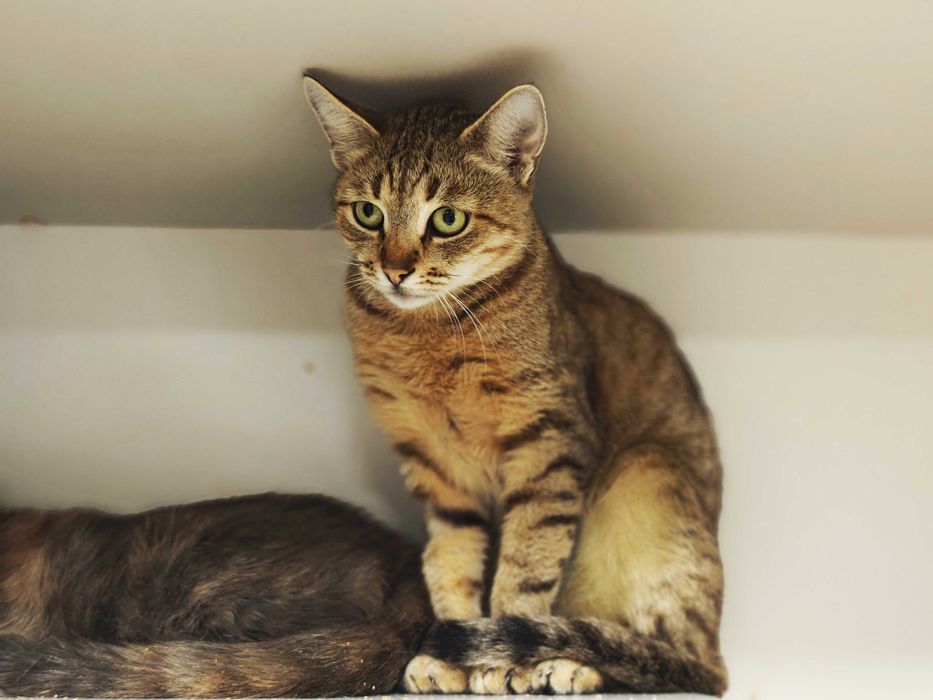 Кішка Лямура давно чекає в клітці на господаря, вакцин, стерил