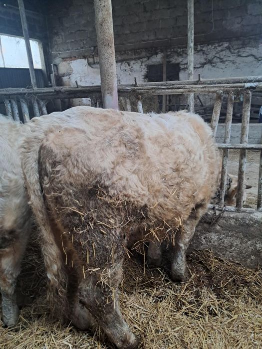 Byk byki odsadki charolaise