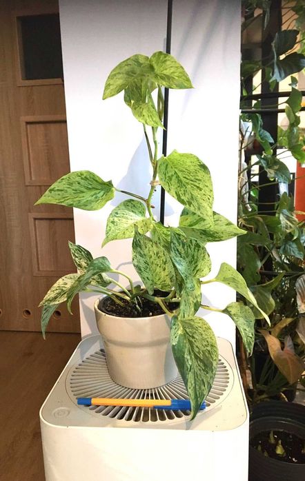 epipremnum kolekcjonerskie Snow queen