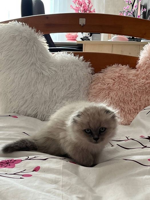 кошеня шотландське висловухе