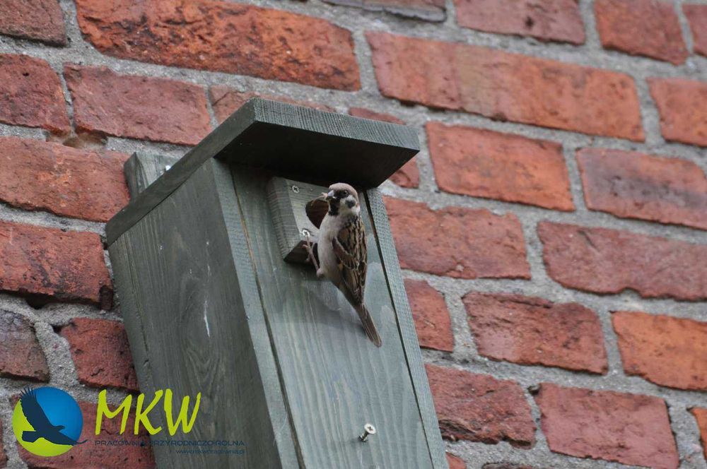 Caixa-ninho para aves modelo A PREMIUM MKW
