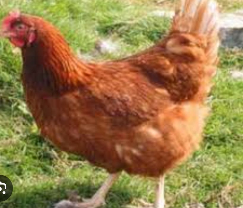 Кури не сушки по 100 ГРН