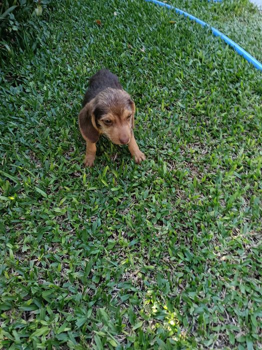 Teckel xx macho vacinado
