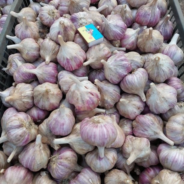 Продам озимий часник