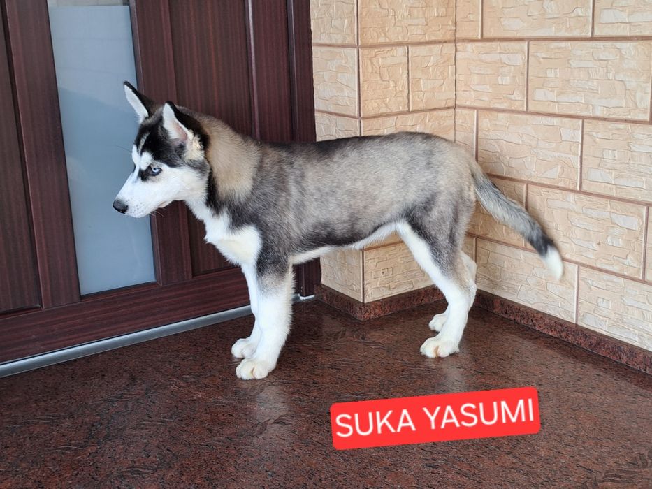 Husky Syberyjski