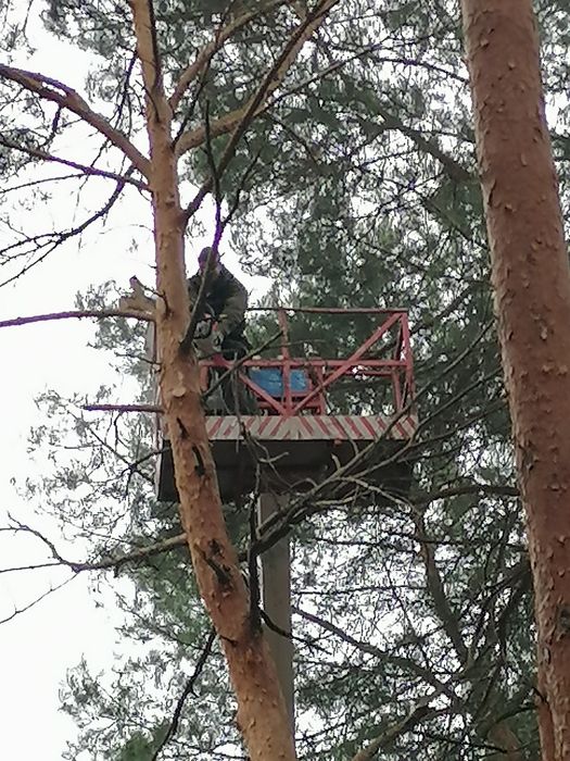 Wycinka i pielęgnacja drzew