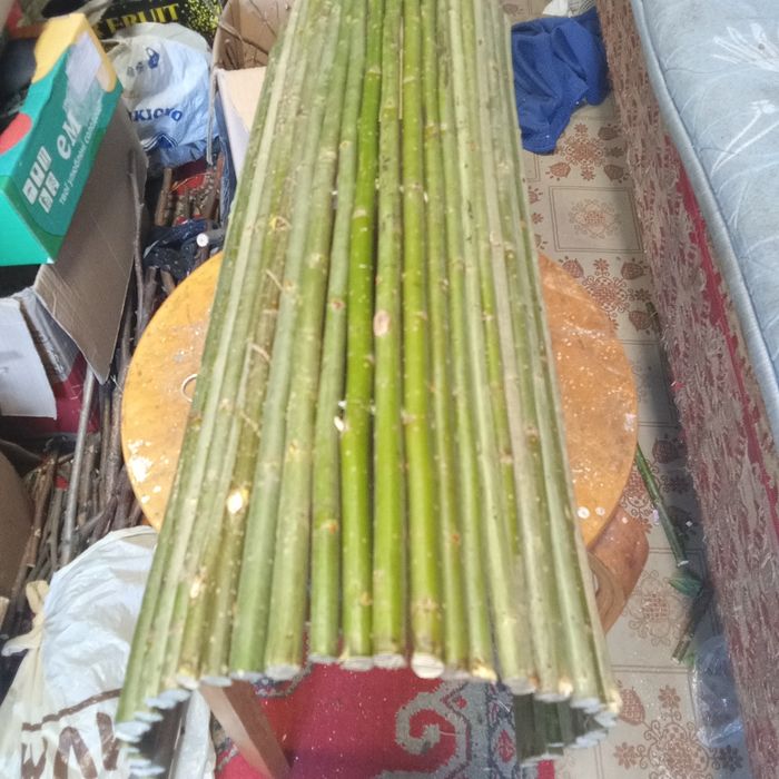 Рай для грызунов .