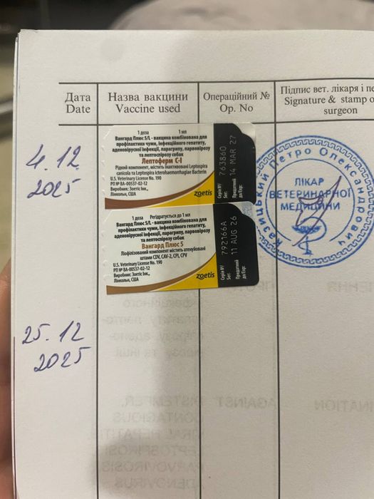 Продам щенков ТАКСА  остался 1 МАЛЬЧИК