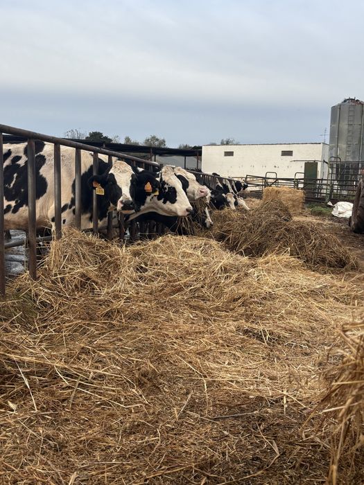Vendo vaca raça frisia e estojo de ordenha