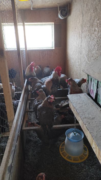 Легбар инкубационные яйца