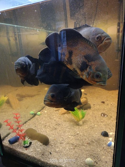 Большой аквариум