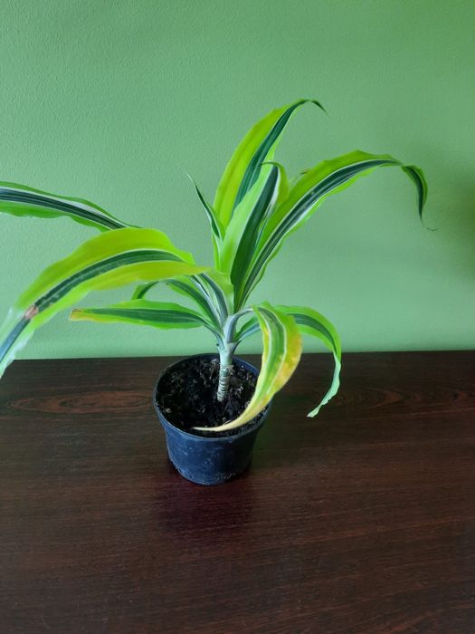 Dracena kwiatek doniczkowy