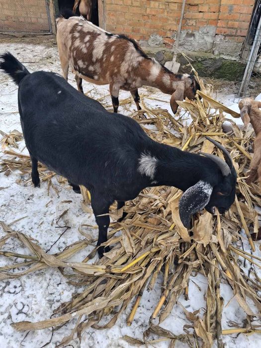 Продаються нубійські кози