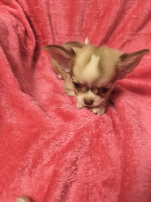 Chihuahua de pêlo cumprido menina