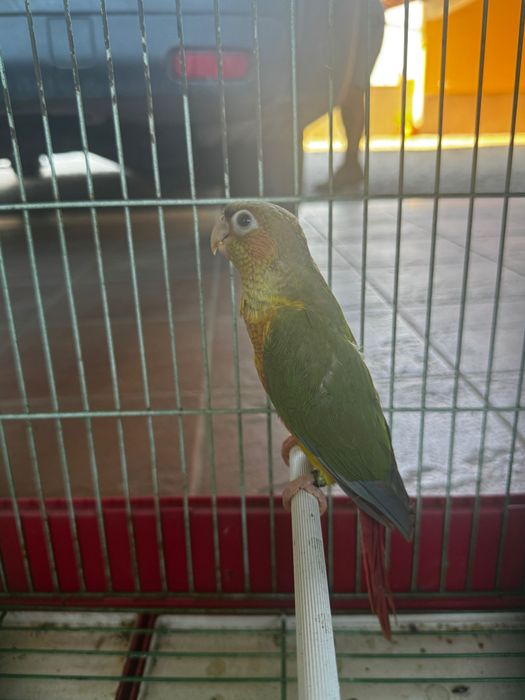 Pyrrhura fêmea criada á mão e gaiola