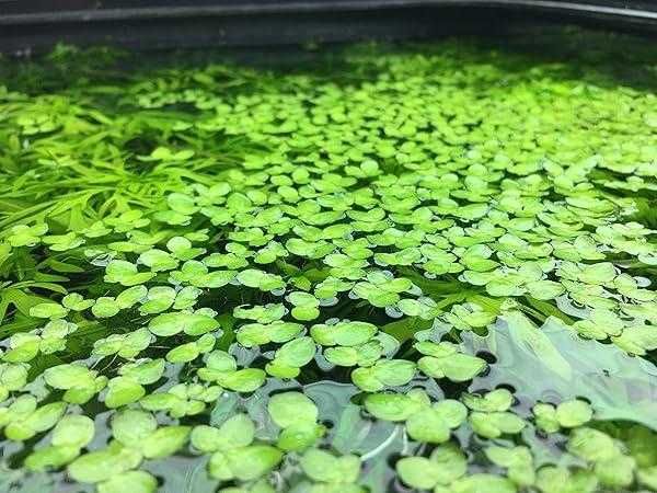 Lentilha de Água Viva (Lemna minor) | Planta Flutuante para Aquário e Lago