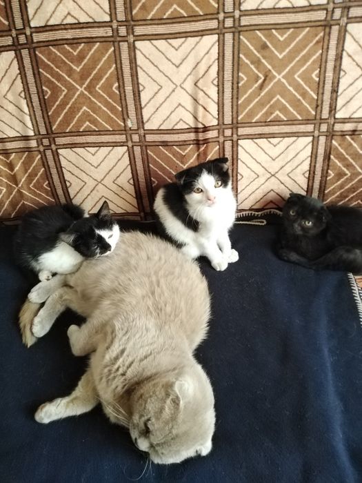 Віддам котенят в добрі руки