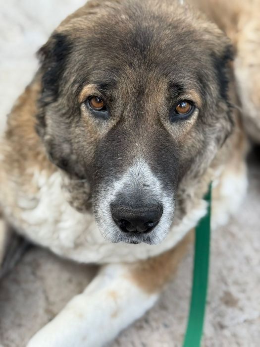 Bobo samiczka szuka swojego człowieka