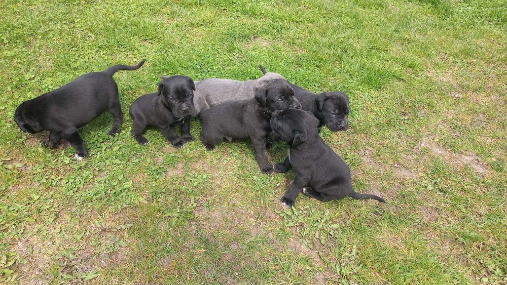 Цуцики Кане Корсо