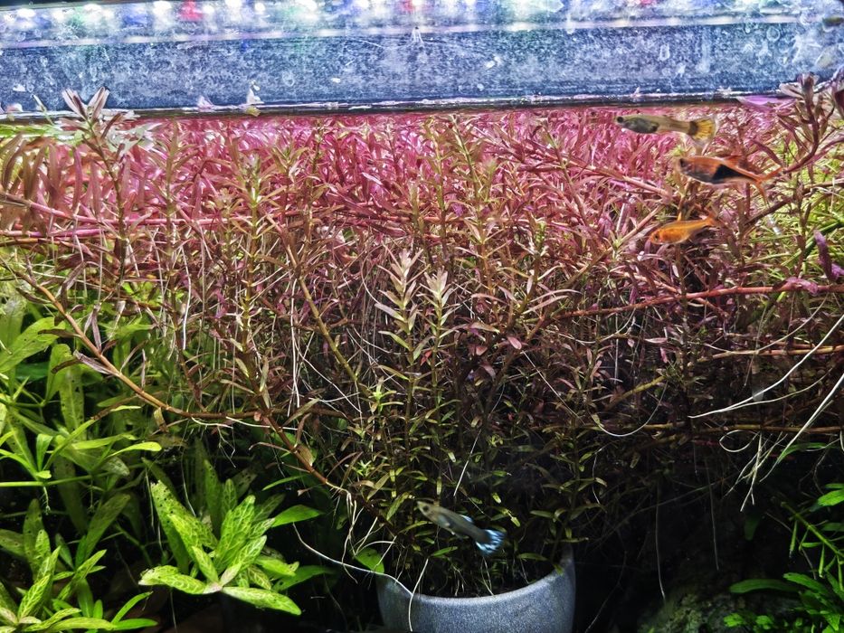 Plantas para aquário