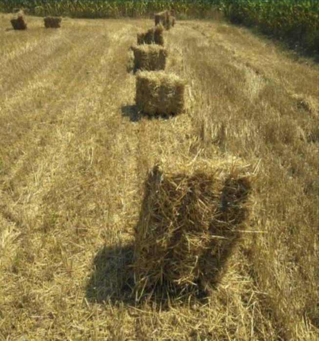 Słoma kostka zbiór 2025