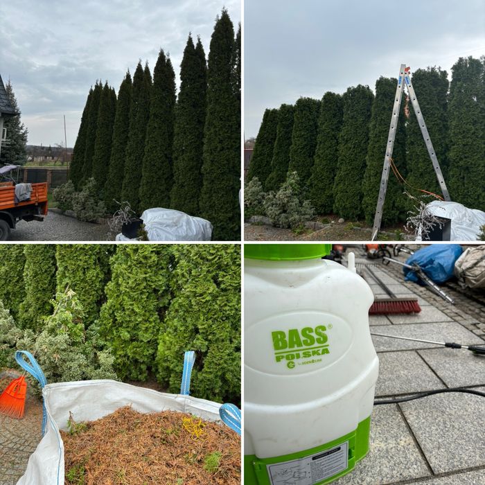 Ciecie tuj uslugi ogrodnicze trawniki, koszenie, przycinanie żywopłotu