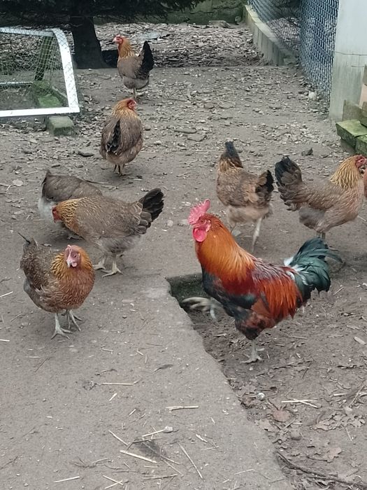 Jaja lęgowe pisklęta 5 ras