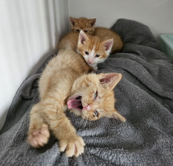 Mlode kotki do adopcji