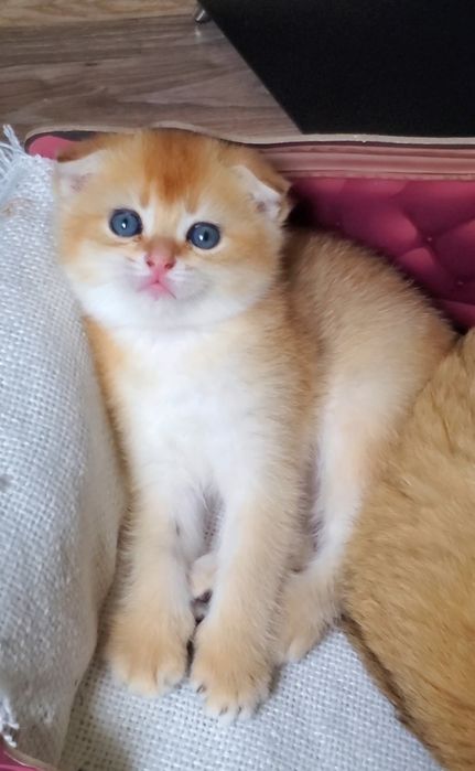 Ласковые и ручные детки. Котята золотая шиншилла.