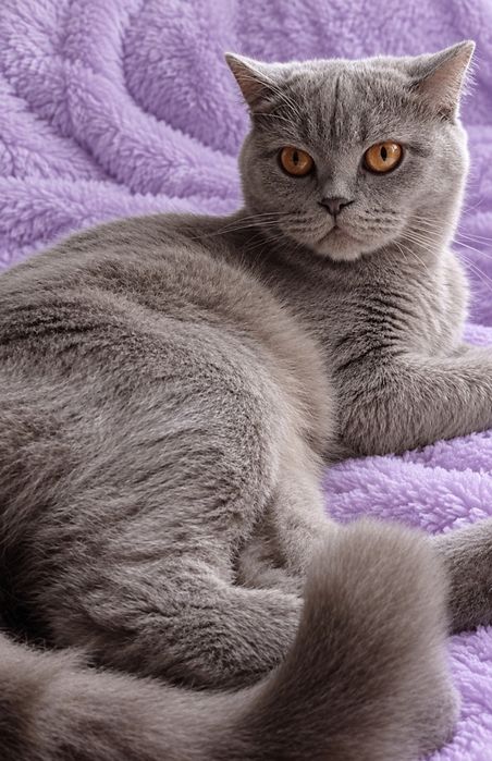Британські  котики киці страйт