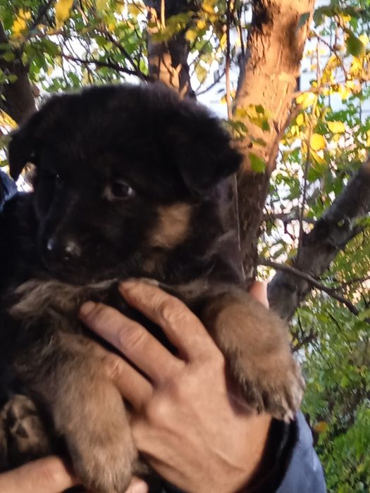 Дівчатка цуценята німецької вівчарки