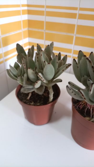 Plantas "orelha de gato" kalanchoe tomentosa