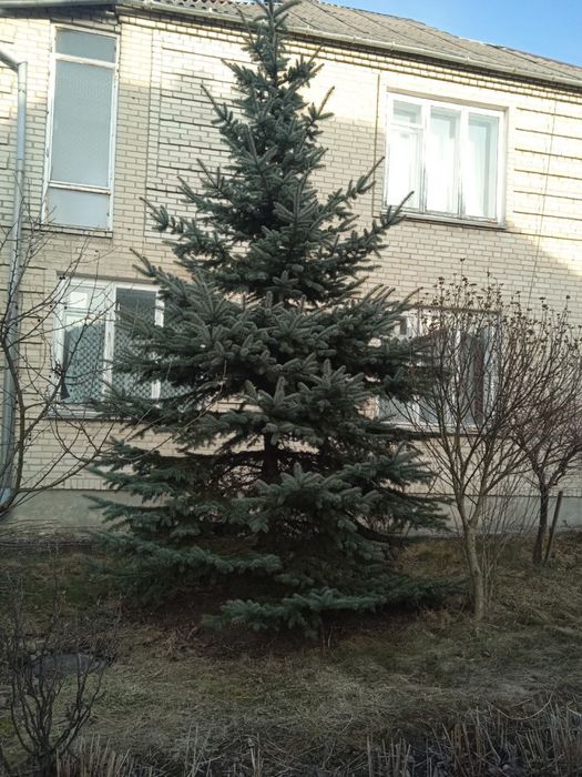 Ялинка голуба