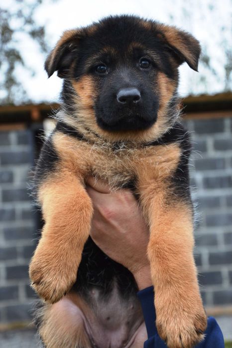 Цуценята німецької вівчарки