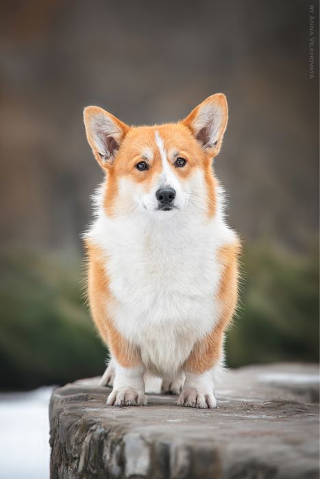 Рыже-белый кобель вельш корги пемброк
